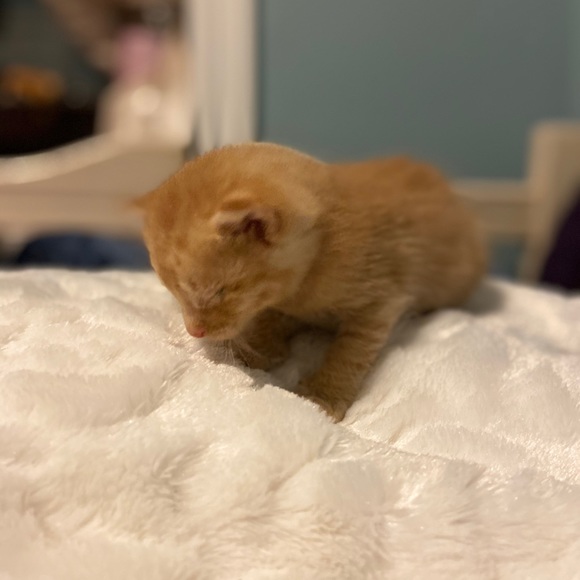 Meet your Posher, Yaratzed - Picture 2 of 5